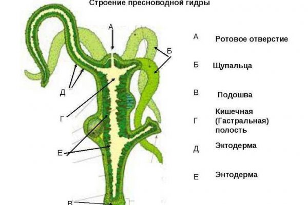 Solaris даркнет